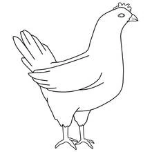 Dibujo de Gallina de pie con la cola levantada para colorear