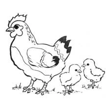 Dibujo de Gallo junto a dos pollitos para colorear