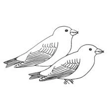 Dibujo de Golondrina en pareja posada juntas para colorear