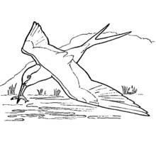 Dibujo de Golondrina lanzándose a atrapar un pez para colorear