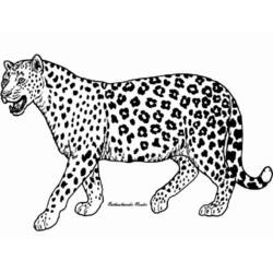 Guepardo - Dibujos para colorear gratis