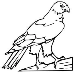 Dibujo de Halcón posado sobre un tronco de madera para colorear Dibujo de Halcón posado sobre un tronco de madera para colorear
