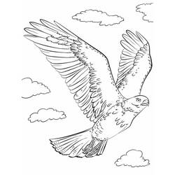 Dibujo de Halcón volando entre las nubes para colorear Dibujo de Halcón volando entre las nubes para colorear
