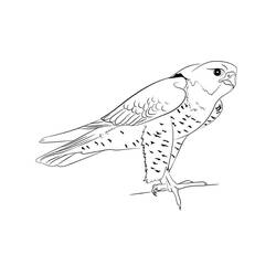 Dibujo de Halcón con plumas en forma de escamas para colorear Dibujo de Halcón con plumas en forma de escamas para colorear