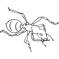 Dibujo de Hormiga vista desde arriba con patas largas para colorear