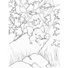 Dibujo de Jabalí escondido entre ramas frondosas para colorear