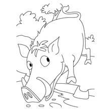 Dibujo de Jabalí olfateando el suelo para colorear