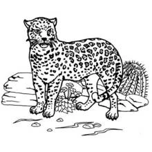 Jaguar - Dibujos para colorear gratis