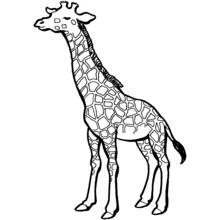 Jirafa - Dibujos para colorear gratis