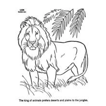 Dibujo de León de pie entre hierba alta y hojas de palma para colorear