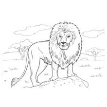 Dibujo de León de pie sobre una roca en la sabana para colorear