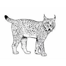 Lince - Dibujos para colorear gratis
