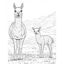 Dibujo de Llama y su cría en la montaña para colorear Dibujo de Llama y su cría en la montaña para colorear