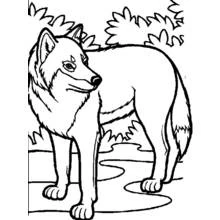 Dibujo de Lobo de pie junto a un arroyo para colorear