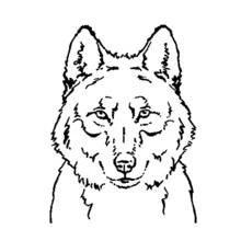 Dibujo de Cabeza de lobo de frente para colorear