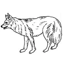 Dibujo de Lobo de pie de perfil para colorear