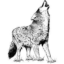 Dibujo de Lobo aullando al cielo para colorear