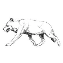 Dibujo de Lobo caminando de perfil para colorear