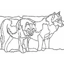 Dibujo de Lobo en pareja sobre una roca para colorear