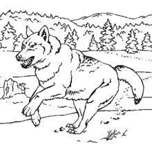 Dibujo de Lobo corriendo por un claro del bosque para colorear