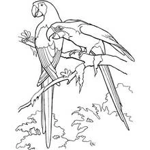 Dibujo de Loro junto a su compañero en una rama para colorear