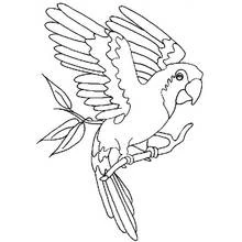 Dibujo de Loro posado en una rama con las alas extendidas para colorear