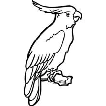 Dibujo de Cacatúa de cresta posada de perfil en rama para colorear
