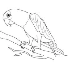 Dibujo de Gran loro con garras curvas y rama ramificada para colorear