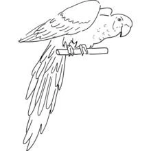 Dibujo de Loro de perfil con alas extendidas en rama pequeña para colorear