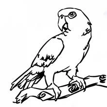 Dibujo de Loro de cabeza girada hacia atrás en rama curva para colorear