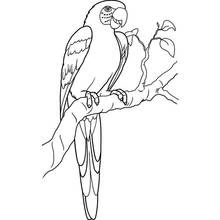 Dibujo de Loro posado en una rama con hojas para colorear