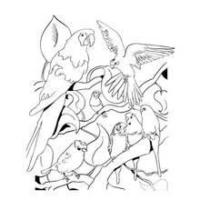 Dibujo de Loro rodeado de un grupo de aves en ramas para colorear