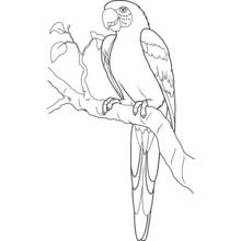 Loro - Dibujos para colorear gratis