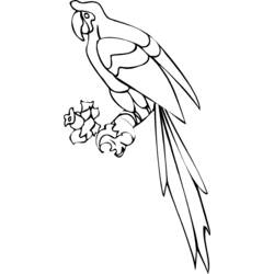 Dibujo de Loro posado con largas plumas de la cola para colorear