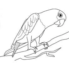 Dibujo de Loro sujetando una rama con garras afiladas para colorear