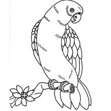 Dibujo de Loro posado en una rama con flor para colorear