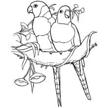 Dibujo de Loro Lori y su compañero en una rama para colorear