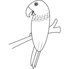 Dibujo de Loro con plumas en escamas alrededor del cuello para colorear