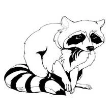 Mapache - Dibujos para colorear gratis