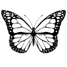 Dibujo de Mariposa con alas simétricas y patrones detallados para colorear Dibujo de Mariposa con alas simétricas y patrones detallados para colorear