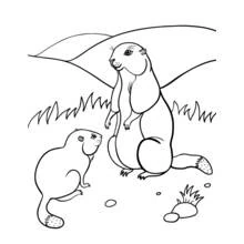 Marmota - Dibujos para colorear gratis