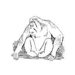 Orangután - Dibujos para colorear gratis