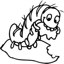 Dibujo de Oruga comiendo una hoja para colorear Dibujo de Oruga comiendo una hoja para colorear