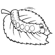 Dibujo de Oruga comiendo una hoja para colorear