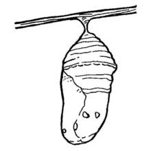 Dibujo de Crisálida colgada de una rama para colorear Dibujo de Crisálida colgada de una rama para colorear