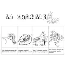 Dibujo de Oruga y su transformación en mariposa para colorear