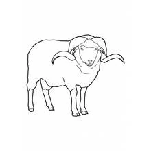 Dibujo de Oveja de pie con cuernos enroscados para colorear
