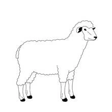 Dibujo de Oveja de pie de perfil para colorear