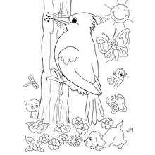 Pájaro Carpintero - Dibujos para colorear gratis