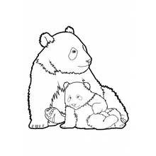 Panda - Dibujos para colorear gratis